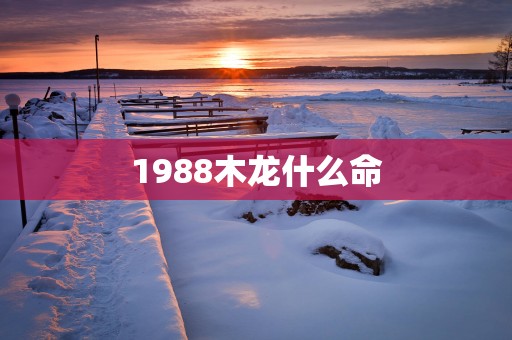 1988木龙什么命