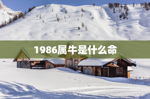 1986属牛是什么命