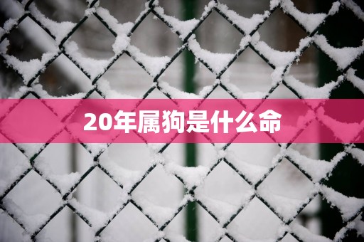 20年属狗是什么命