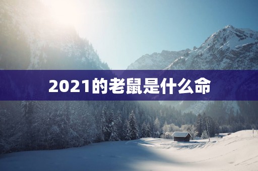 2025的老鼠是什么命
