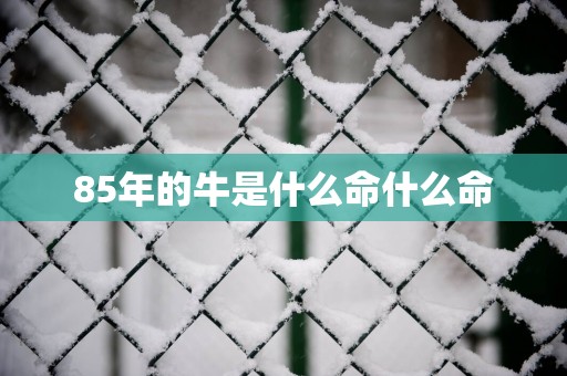 85年的牛是什么命什么命
