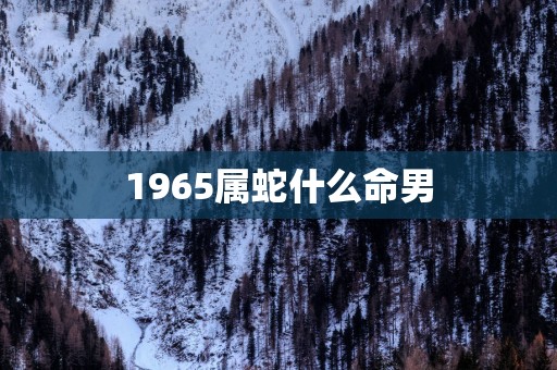 1965属蛇什么命男