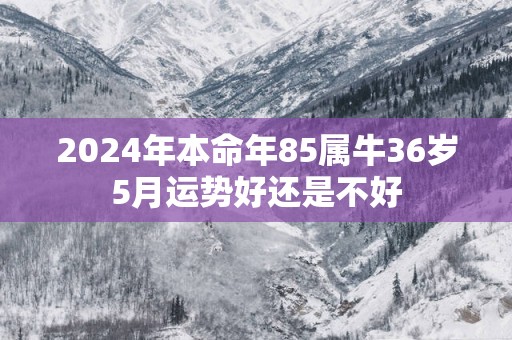 2025年本命年85属牛36岁5月运势好还是不好
