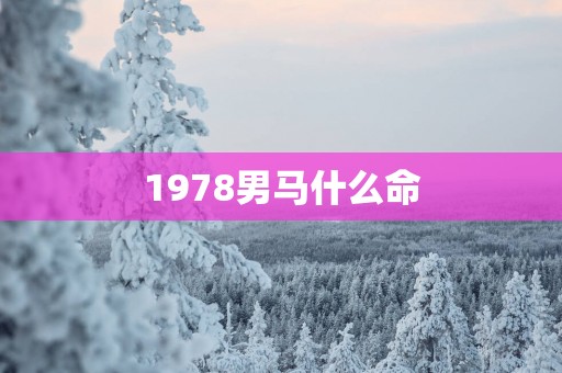 1978男马什么命