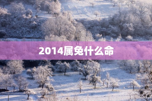2014属兔什么命