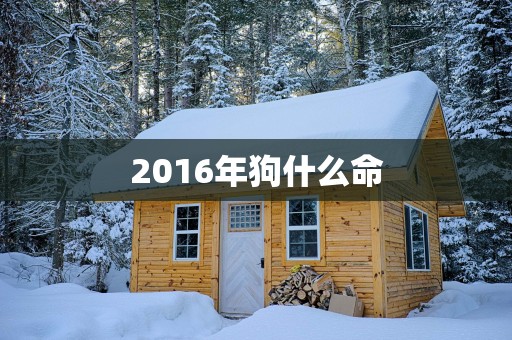 2016年狗什么命