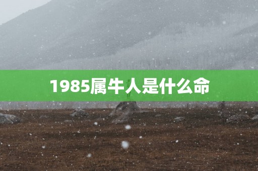 1985属牛人是什么命