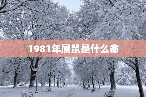 1981年属鼠是什么命