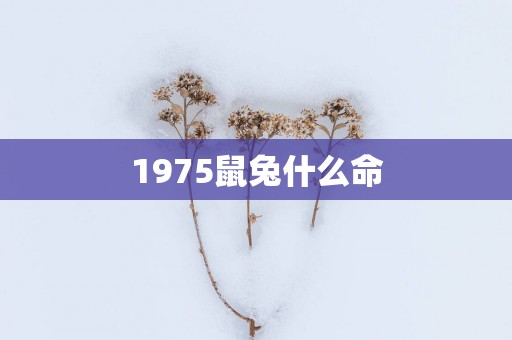 1975鼠兔什么命