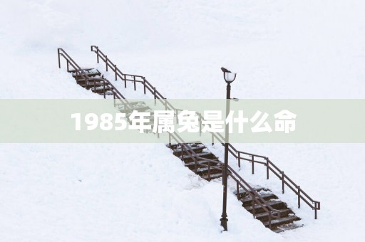 1985年属兔是什么命