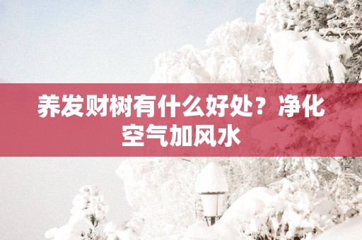 养发财树有什么好处？净化空气加风水
