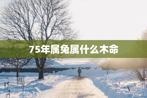 75年属兔属什么木命