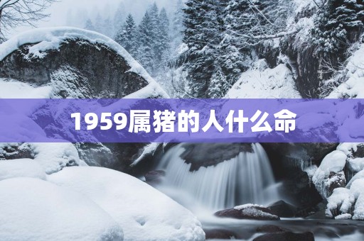 1959属猪的人什么命