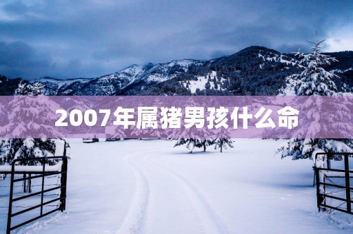 2007年属猪男孩什么命