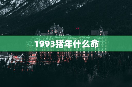1993猪年什么命