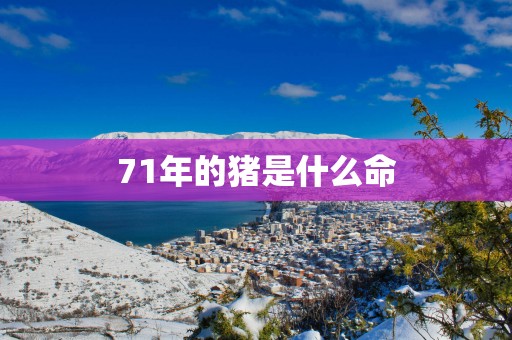71年的猪是什么命
