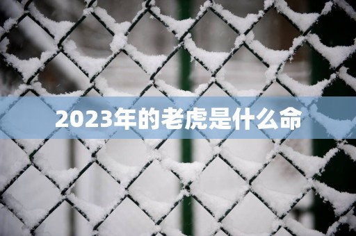 2025年的老虎是什么命