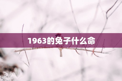 1963的兔子什么命