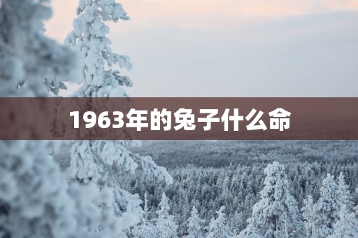 1963年的兔子什么命