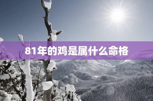 81年的鸡是属什么命格