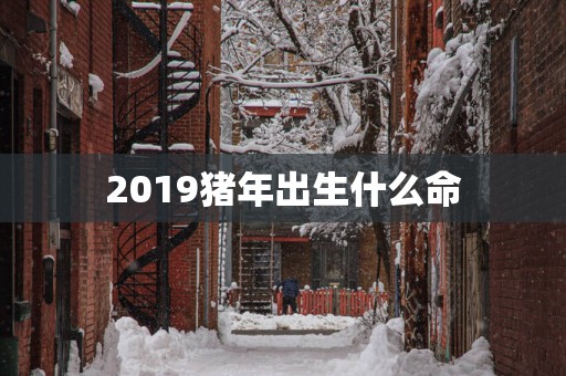 2019猪年出生什么命