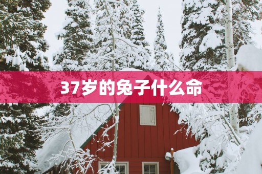 37岁的兔子什么命