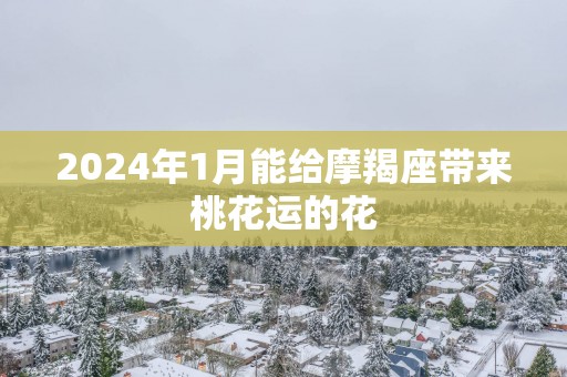 2025年1月能给摩羯座带来桃花运的花