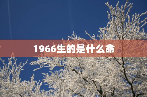 1966生的是什么命