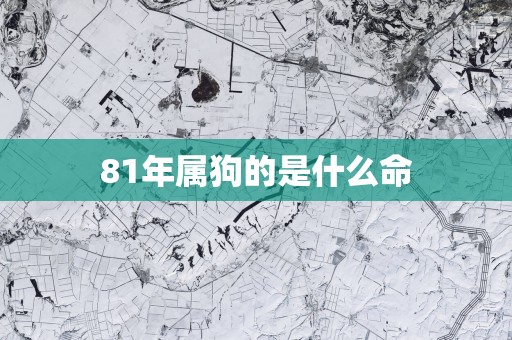 81年属狗的是什么命