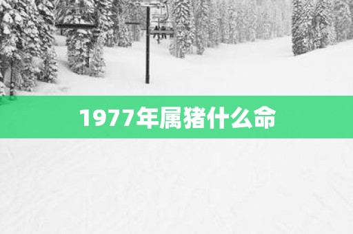 1977年属猪什么命 1977年属猪什么命