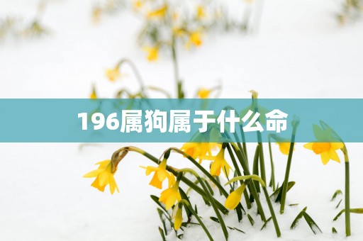 196属狗属于什么命