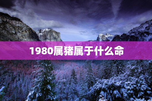 1980属猪属于什么命