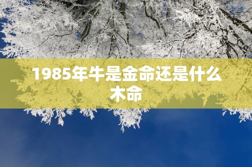 1985年牛是金命还是什么木命