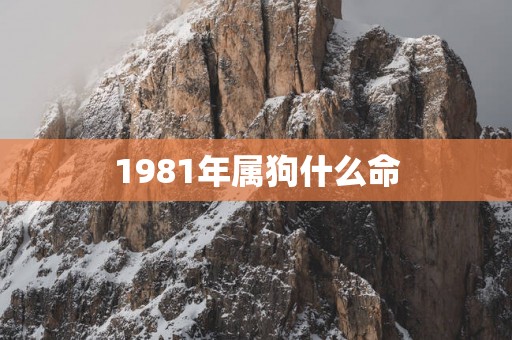 1981年属狗什么命