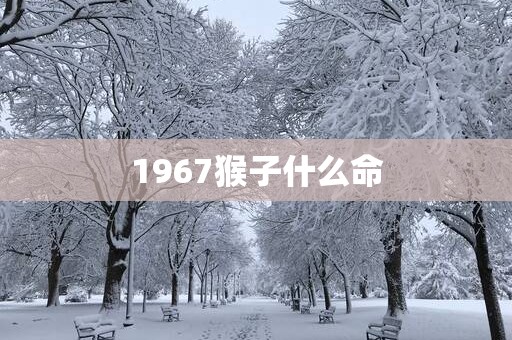 1967猴子什么命
