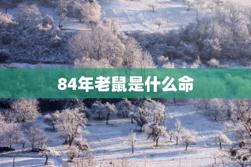 84年老鼠是什么命