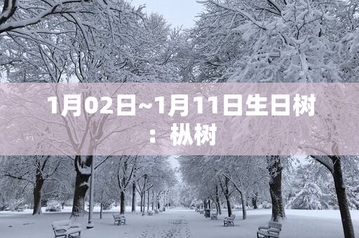 1月02日~1月11日生日树：枞树