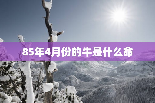 85年4月份的牛是什么命