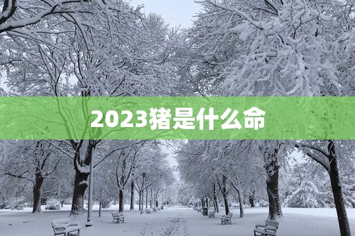 2025猪是什么命