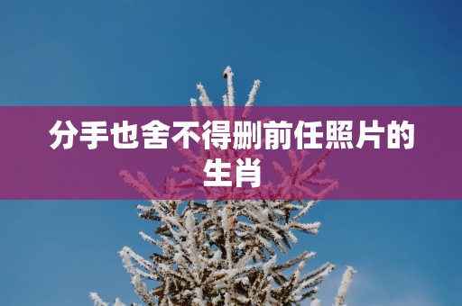 分手也舍不得删前任照片的生肖
