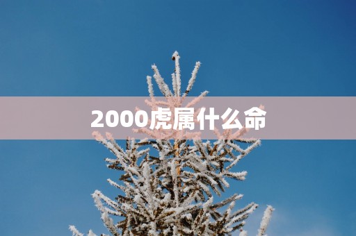 2000虎属什么命