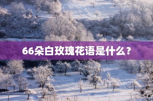 66朵白玫瑰花语是什么？