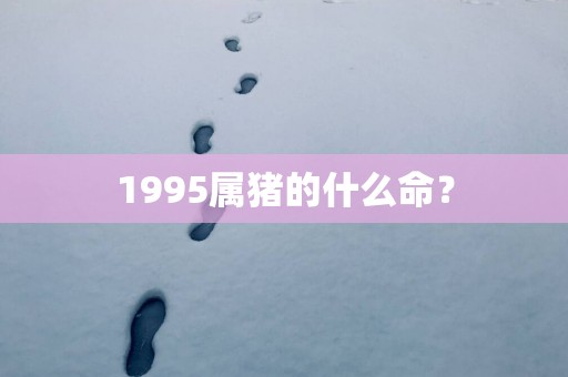 1995属猪的什么命？