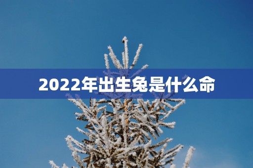 2025年出生兔是什么命