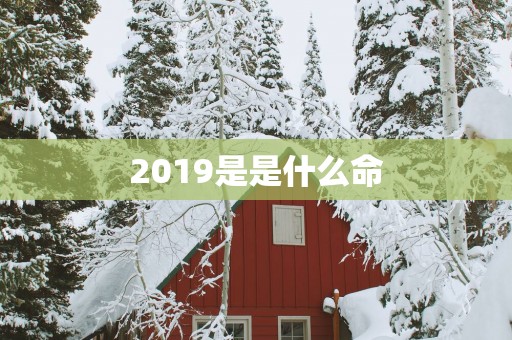 2019是是什么命