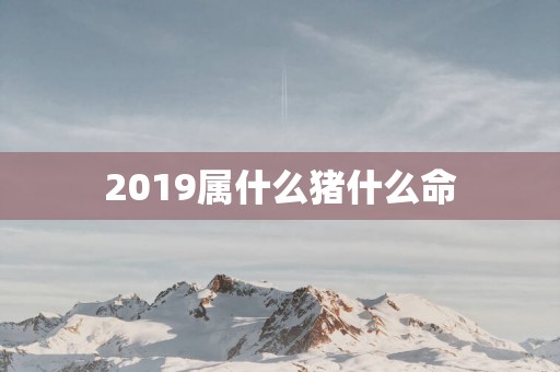 2019属什么猪什么命