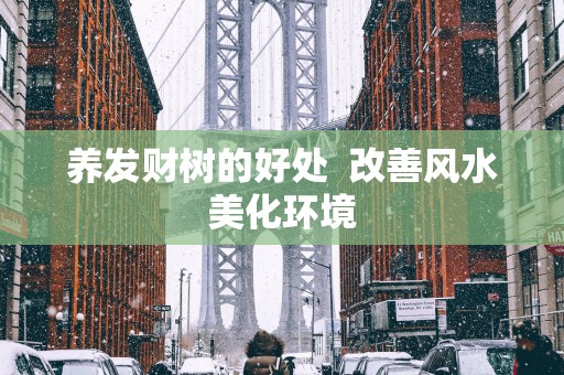 养发财树的好处  改善风水美化环境