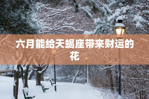 六月能给天蝎座带来财运的花