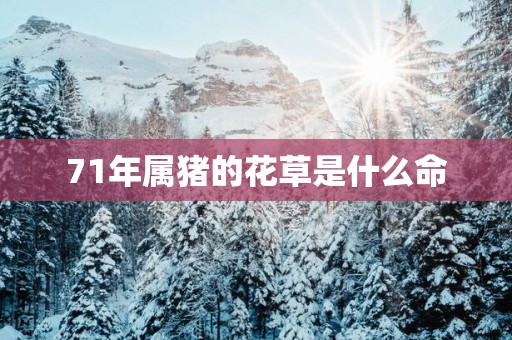 71年属猪的花草是什么命