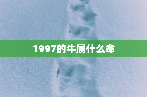 1997的牛属什么命